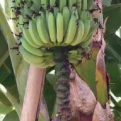 Musa acuminata 'Super Dwarf Cavendish' - Bananier z�br� rouge