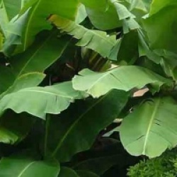 Musa acuminata 'Super Dwarf Cavendish'
