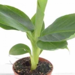Musa acuminata 'Super Dwarf Cavendish'
