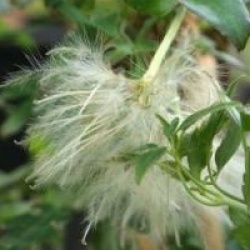 Clematis cirrhosa 'Winter Parasol'