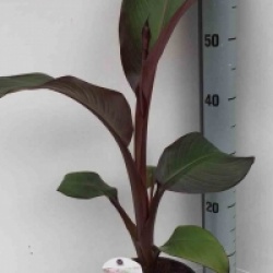 Ensete ventricosum 'Maurelii'