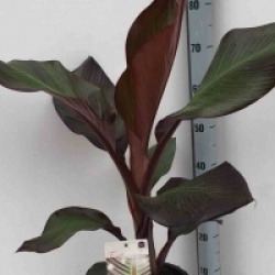 Ensete ventricosum 'Maurelii'