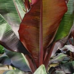 Bananier rouge d'Abyssinie