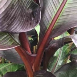 Ensete ventricosum 'Maurelii'
