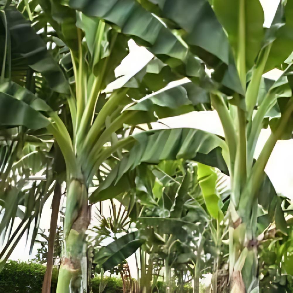 Ensete glaucum - Bananier des neiges
