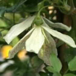 Clematis cirrhosa 'Winter Parasol'