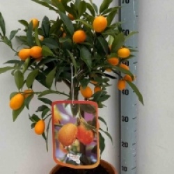 Fortunella margarita