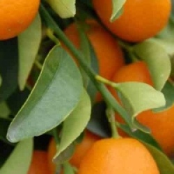 Fortunella margarita - Kumquat