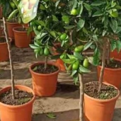 Fortunella margarita