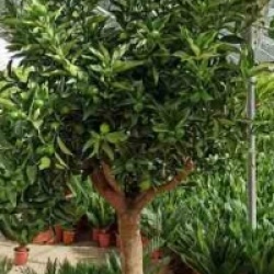 Fortunella margarita