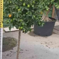 Fortunella margarita