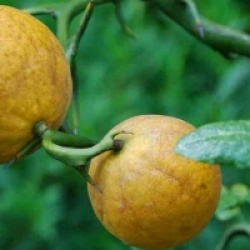 Poncirus trifoliata 'Flying Dragon'