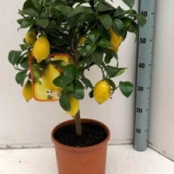 Citrus limon '4 saisons'