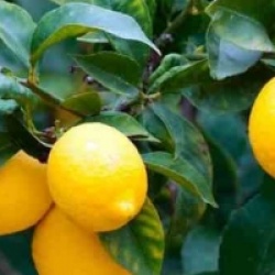 Citronier persistant