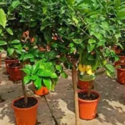 Citrus limon '4 saisons'