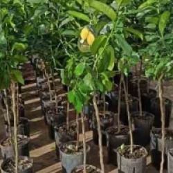 Citrus limon '4 saisons'