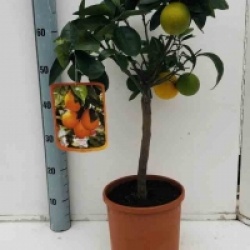 Citrus sinensis