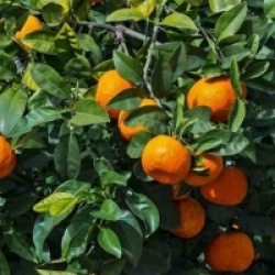 Citrus sinensis - Oranger
