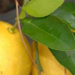 Citrus x paradisii - Pomelo, Pamplemoussier