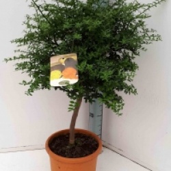 Microcitrus australasica