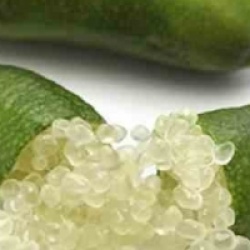 Microcitrus australasica