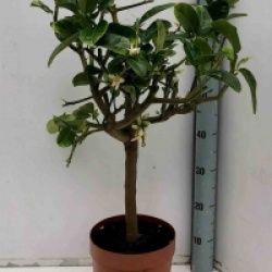 Citrus medica 'Sarcodactylis'