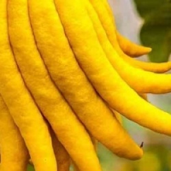 Citrus medica 'Sarcodactylis'