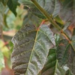 Acer davidii 