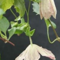 Clematis cirrhosa 'Freckles'