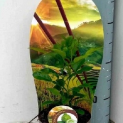 Citrus hystrix 'Combawa'