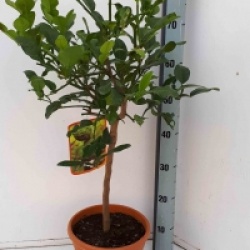 Citrus hystrix 'Combawa'