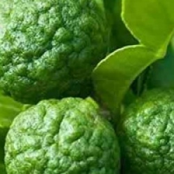 Citrus hystrix 'Combawa'