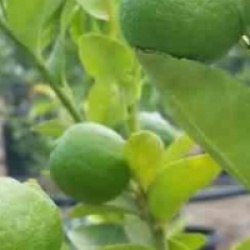 Citrus aurantifolia - Limettier, Citron vert