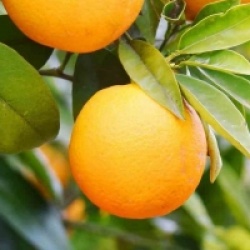 Citrus aurantium