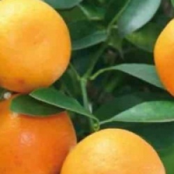 Citrus clementina - Cl�mentinier