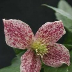 Clematis cirrhosa 'Freckles'