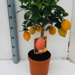 Citrus lima rosso