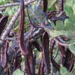 Ceratonia siliqua