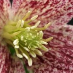 Clematis cirrhosa 'Freckles'