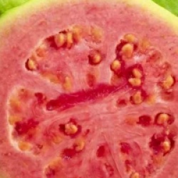 Psidium guajava fresa