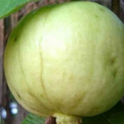 Psidium guajava fresa - Goyavier fraise