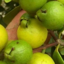 Psidium guajava limon