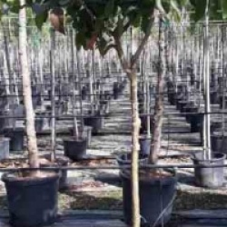 Psidium guajava limon