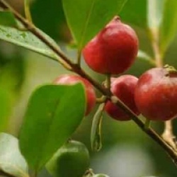 Psidium cattleianum - Goyavier de Chine
