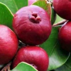 Psidium cattleianum