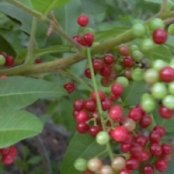 Schinus terebinthifolius - Poivre rose