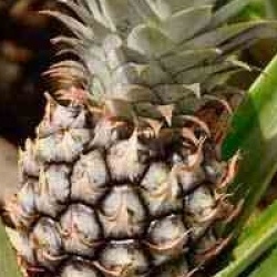 Ananas Monte Gold