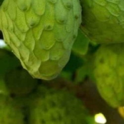 Cherimoya, Chirimoya, Churimoya