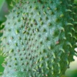 Annona muricata - Corrosole, Sapadille, Graviola