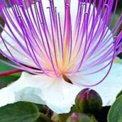 Capparis spinosa - C�prier